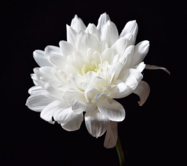 #3 제주항공 여객기 참사와 인간의 존엄성