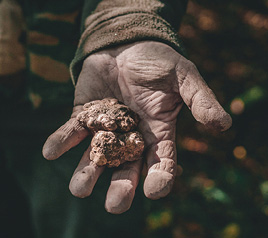 트러플은 누구의 손을 더럽히는가