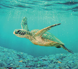 [자연과 생존] 인권 위기로 되돌아온 환경 위기